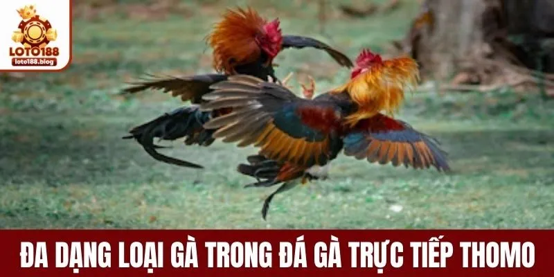 Các giống gà chọi tranh tài tại Thomo