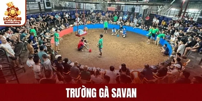 Trường Gà Savan LOTO188: Nơi Gà Chọi Thể Hiện Bản Lĩnh